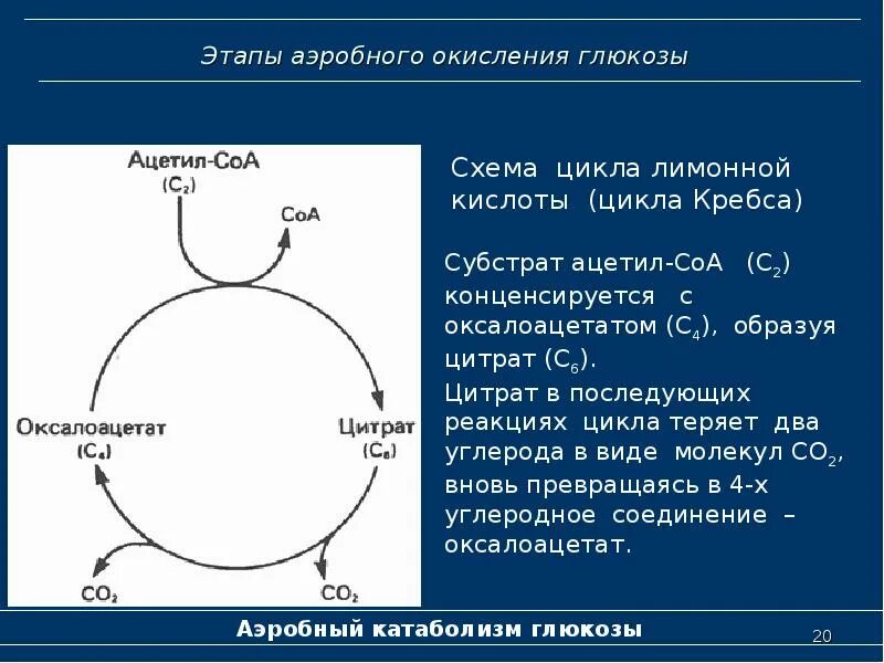 Цикл Кребса Глюкоза. Аэробное окисление Глюкозы. Этапы аэробного окисления. Этапы аэробного окисления Глюкозы. Аэробное соединение