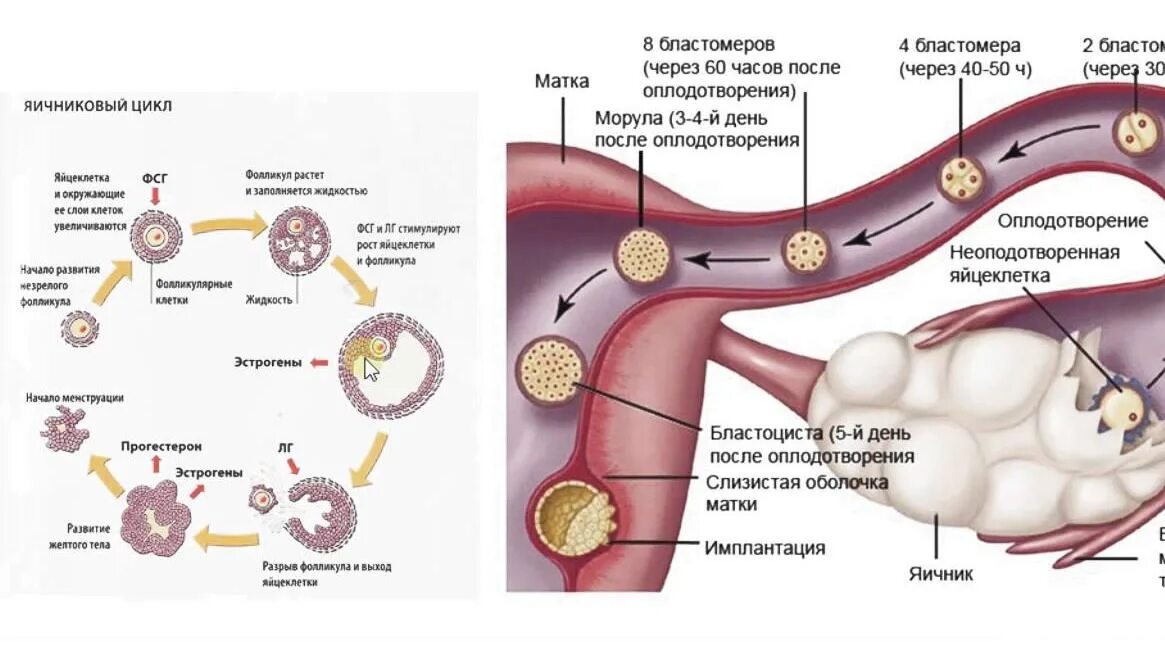 Этапы развития оплодотворенной яйцеклетки. Этапы развития оплодотворенной яйцеклетки по дням. Процесс оплодотворения яйцеклетки схема. Процесс формирования яйцеклетки схема. Забеременела на 8 цикл