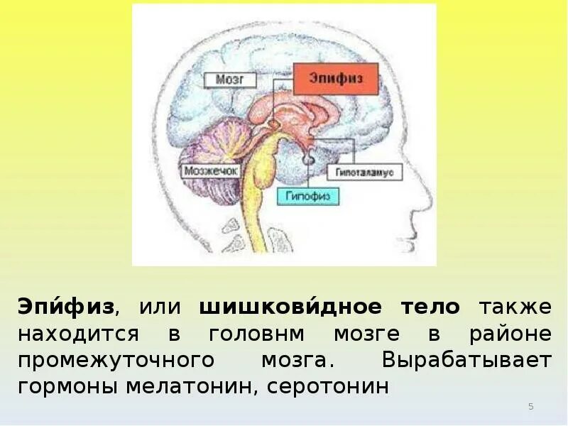 Гипофиз эпифиз таламус. Строение мозга эпифиз гипофиз. Таламус гипоталамус эпифиз. Расположение эпифиза в головном мозге. Гипофиз передний мозг