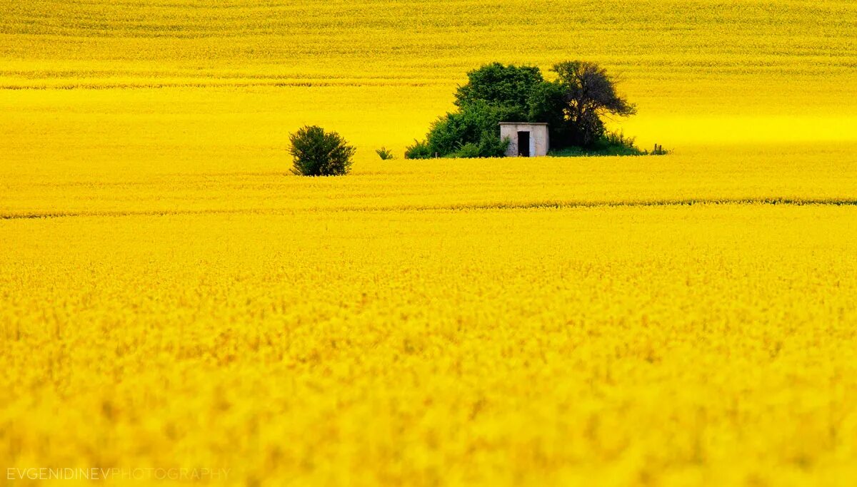 Пейзаж в желтом цвете. Желтый цвет в природе. Желтое поле. Пейзаж в желтых тонах. Виднелось желтое поле