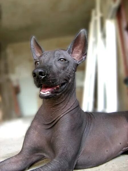 Mexican Hairless Standard - SpockTheDog.com