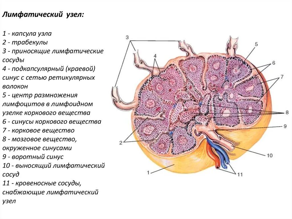 Лимфатический узел имеет. Структура лимфатического узла рисунок. Схема структурной организации лимфатического узла. Строение лимфатического узла анатомия. Строение узлов лимфатической системы.
