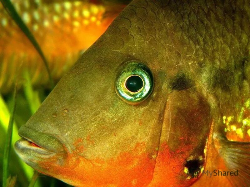 Какие глаза у рыб. Глаз рыбы. Рыбий глаз. Рыбий глаз рыба. Рыбьи глазки.