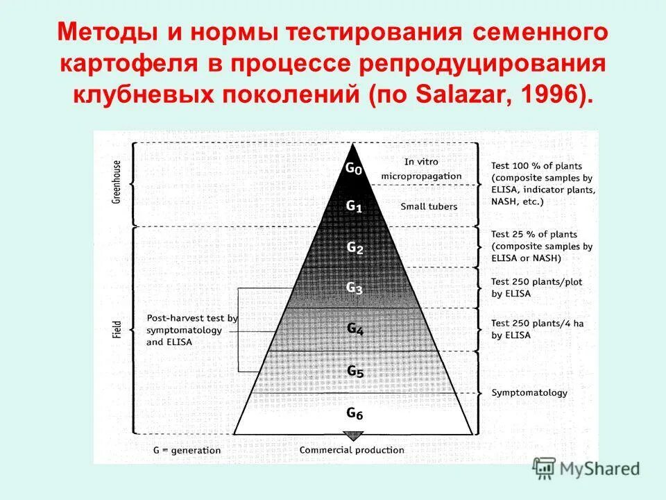 Норма тест рф. Клубневой анализ картофеля методика проведения. Методом прямого репродуцирования. Показателей теста спеллингования. Общеколлегационный тест нормы.