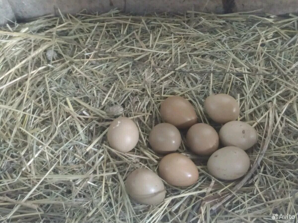 Инкубационное яйцо фазана купить. Яйцо серебряного фазана. Фазаньи яйца. Яйцо фазана фото. Яички фазана.