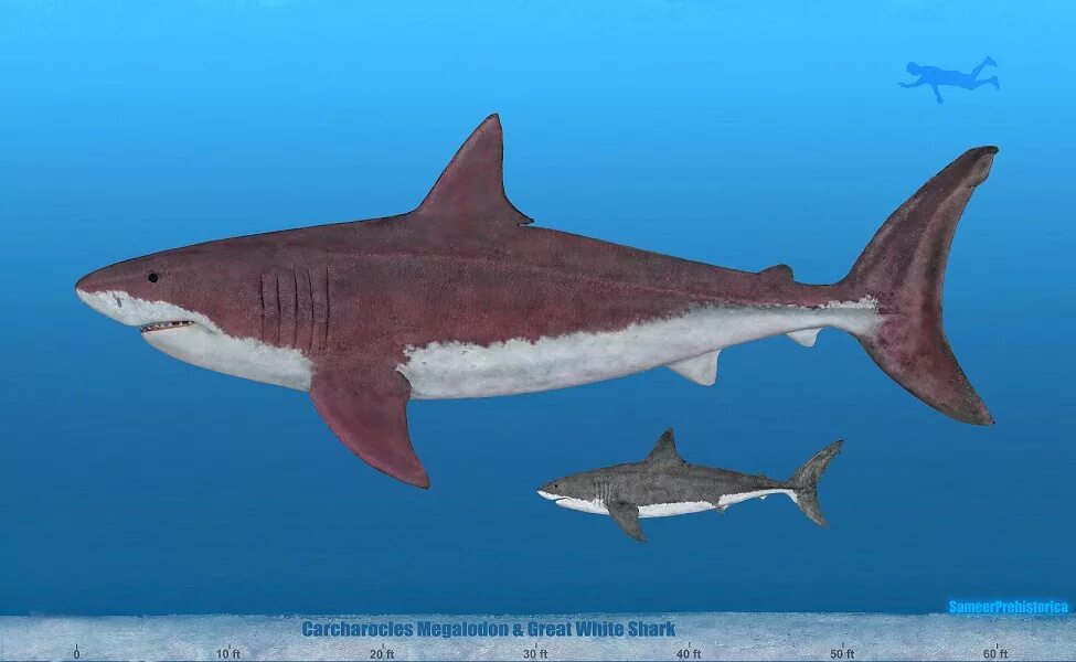 Какой длины акула. Кретоксирина акула. МЕГАЛОДОН И белая акула. МЕГАЛОДОН сбоку. МЕГАЛОДОН 18 метров.