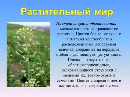 Известно что пастушья сумка травянистое растение