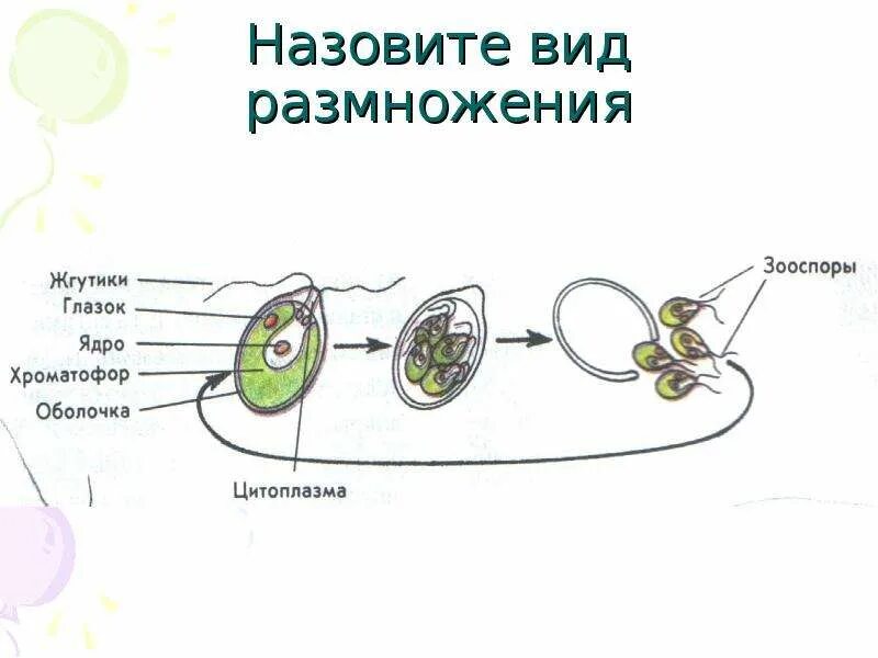 Схема полового и бесполового размножения. Типы бесполого размножения растений. Схема полового размножения животных. Половое и бесполое размножение.