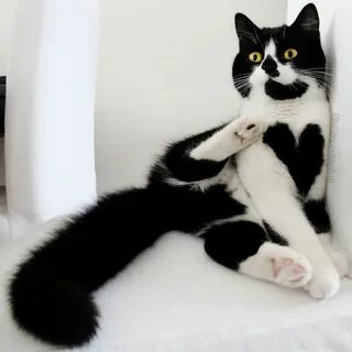 Her cat