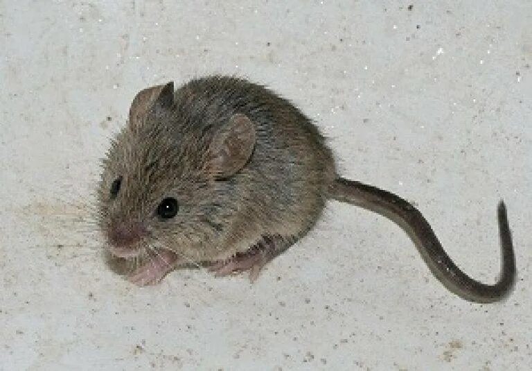 Sibm mouse. Мышь домовая (mus musculus l.. Мышь полевка серая. Мышь домовая серая. Мышь полевка серая домашняя.