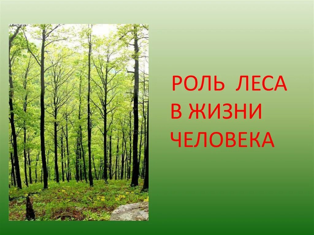 Лес презентация 4 класс плешаков. Роль леса в жизни человека. Лес в жизни человека. Лес наш зеленый друг. Проект на тему лес.