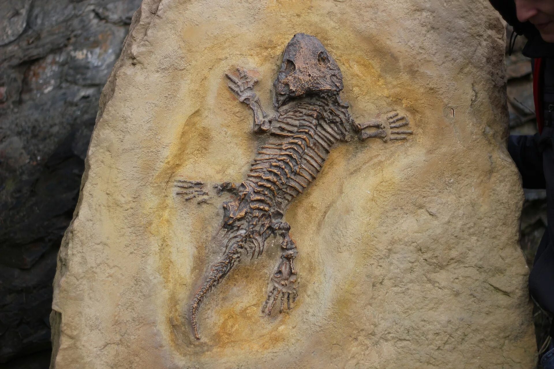 Земли ящеров. Окаменелость ящерицы. Fossil окаменелости. Грин Ривер крокодил окаменелость. Стегоцефал палеонтология.