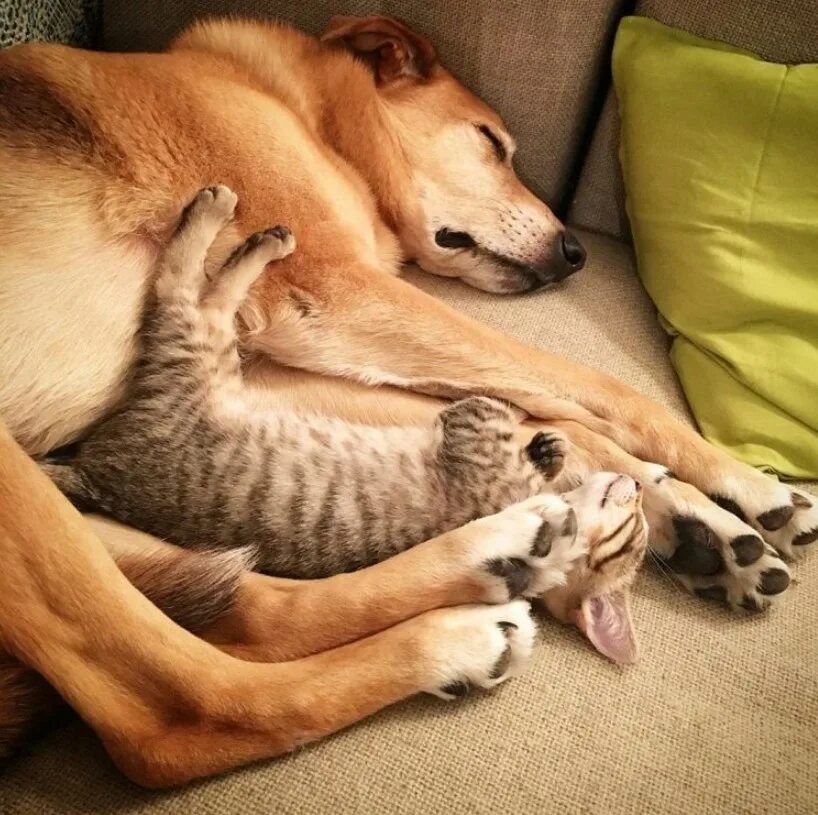 Обнимали также. Собака и кошка вместе. Кот и собака дружат. Дружба кошки и собаки. Пес и котенок.