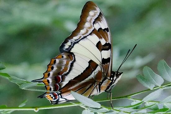 Free Images : nature, wing, animal, wildlife, beak, insect, moth, butterfly, fau