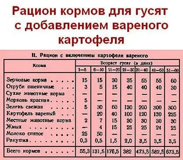Чем кормить гусят
