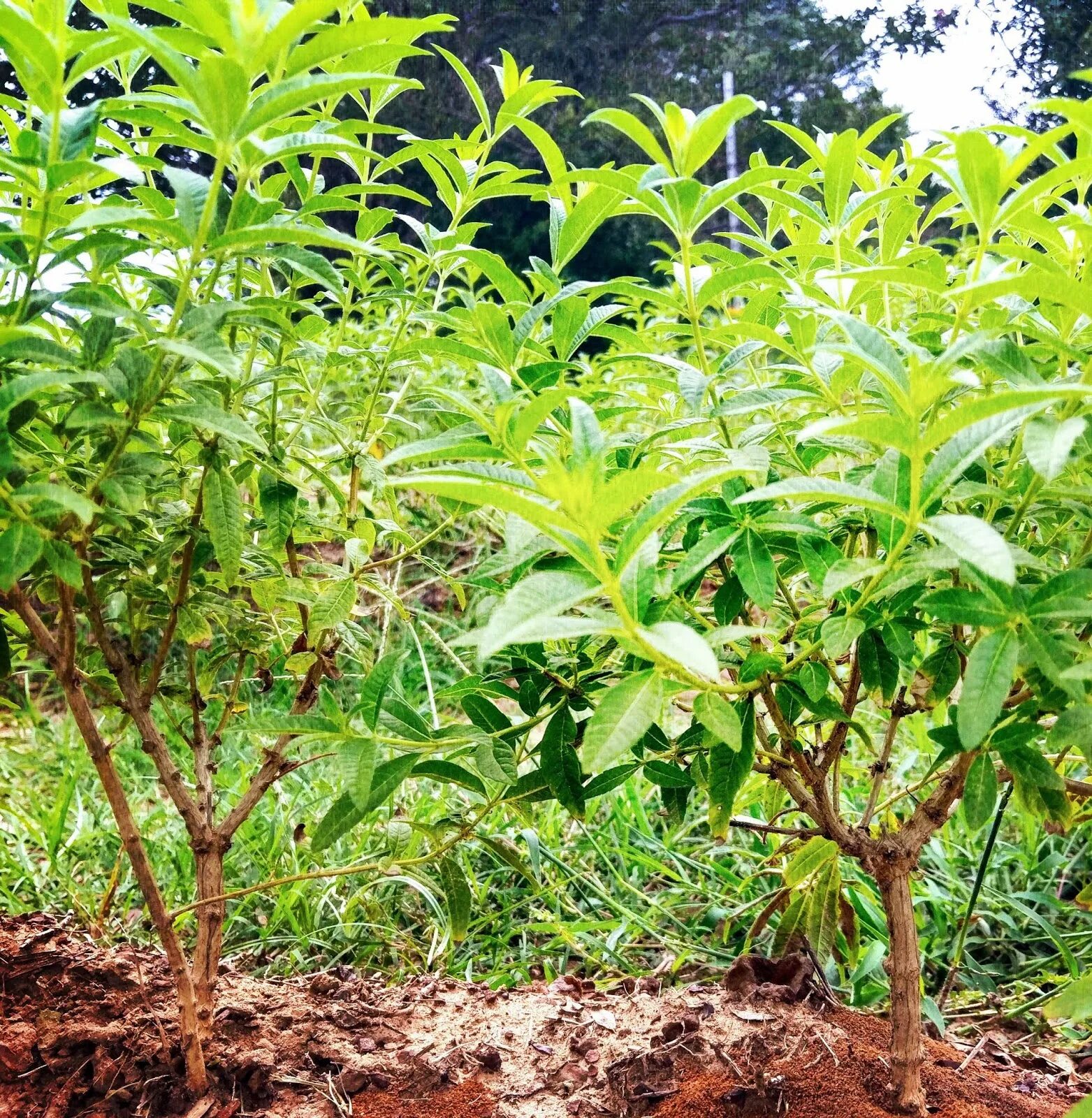 Лимон вербена. Lemon Verbena. Алоизия лимонная Вербена. Вербена лимонная семена. Вербена лимонник.