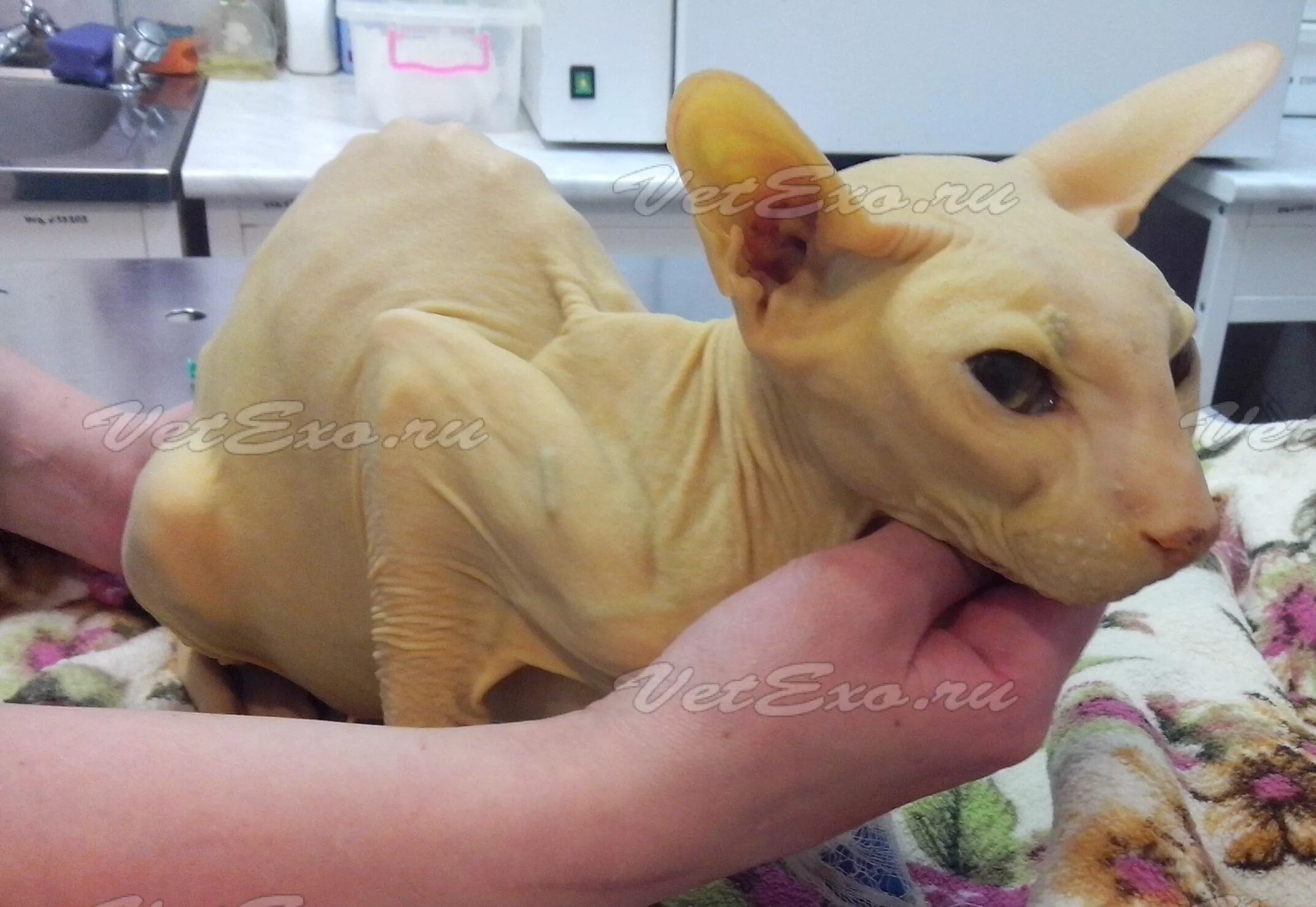 Смешной лысый кот. Желтушность кожи у животных. Донской сфинкс кушает. Потерялся кошка сфинкс. Сфинкс без глаз джаспер.