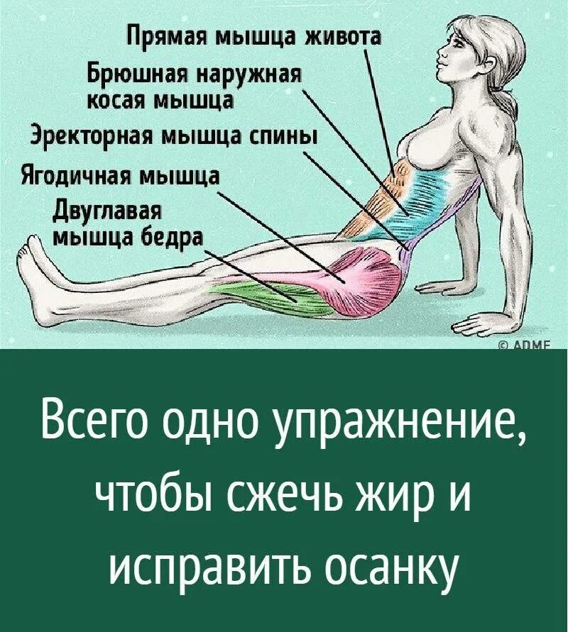 Как сжигать жир а не мышцы. Упражнения для сжигания жира на ягодицах. упражнения для упругости мышц живота. упражнения сжечь жир на ягодицах. всего одно упражнение чтобы сжечь жир и исправить осанку.