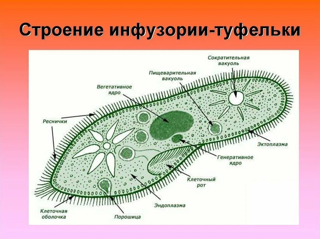 Инфузория туфелька ЕГЭ биология. Пищеварительная вакуоль инфузории туфельки. Строение амебы и инфузории. Инфузория туфелька строение. Отличие одноклеточных от бактерий