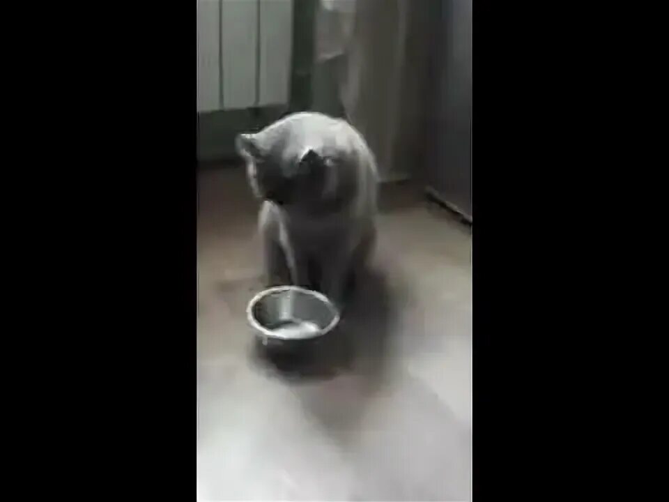 Кот стучит зубами. Кот просит еду. кот стучит миской. котик просит еду. кот просит кушать.