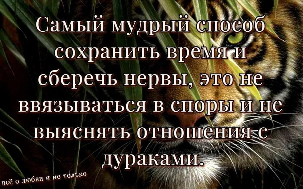 Спорить цитаты. Мудрые высказывания про дураков. Мудрые слова про дураков. Афоризмы про дураков и умных. Мудрые цитаты про дураков.