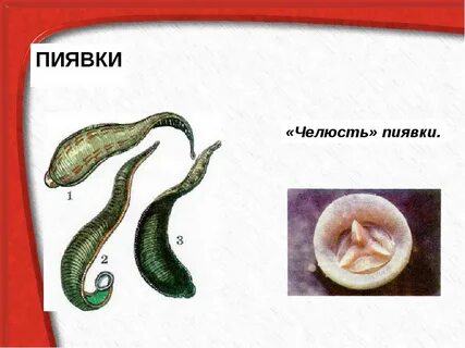 Пиявки медицинские зубы