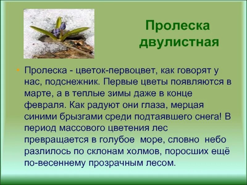 Тест весеннее пробуждение растений 2 класс. Пролеска двулистная описание. Первоцвет пролеска двулистная. Пролеска двулистная красная книга. Пролеска двулистная Белгородской области.