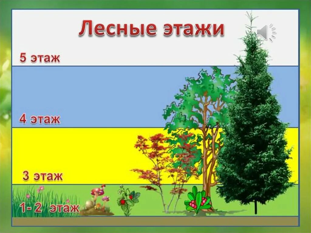 Ярусность растений леса. Природное сообщество лес. Этажи леса для дошкольников. Ярусы леса для дошкольников. Ярусы леса для дошкольников.