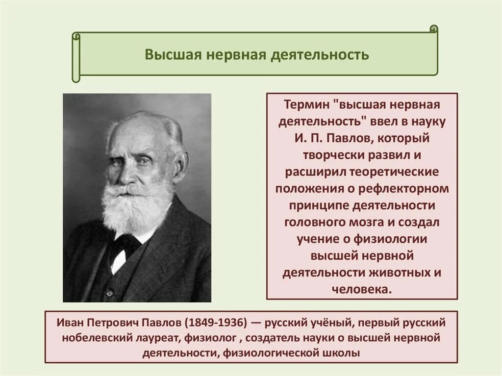 Термин высшая нервная деятельность предложил