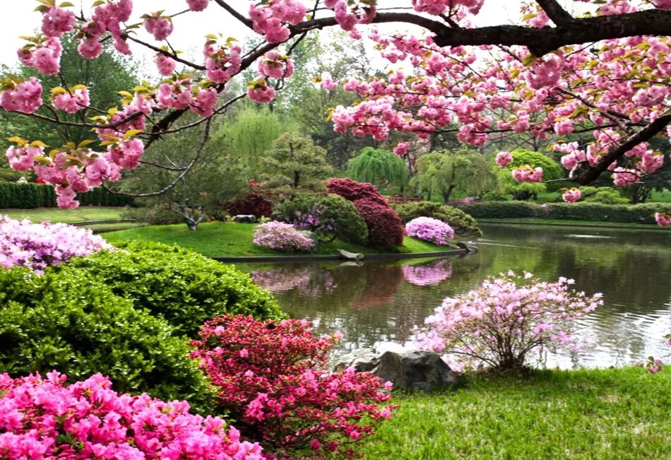Цветение Сакуры в Японии сады. Парк Сакуры в Японии. Цветущий сад Сакуры в Японии. Цветущая Сакура в Японии сад. Сакура цветет в саду