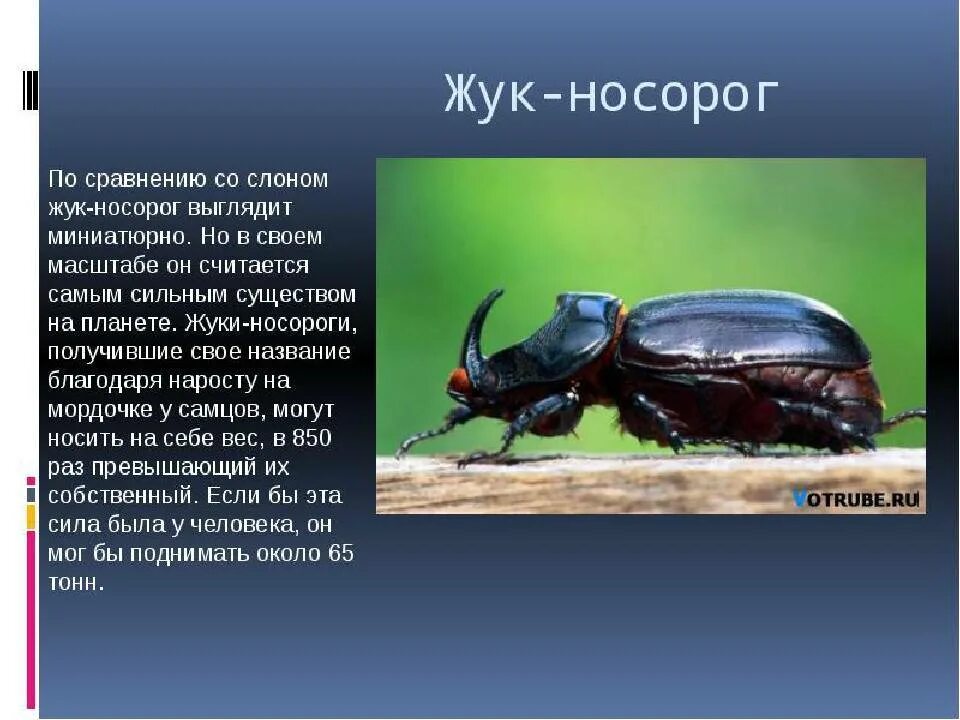 Рассказ про жука носорога для 1 класса. Жук носорог рассказ для детей 1 класс. Жук носорог красная книга. Хрущ жука носорога.