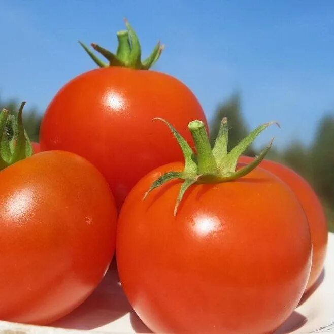 томат волгоградский скороспелый. томат волгоградский скороспелый 323 описание. томат волгоградский скороспелый 323. сорт томатов волгоградский описание и урожайность. томат волгоградский скороспелый 323 описание.