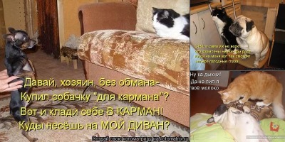 шутки про котов и собак