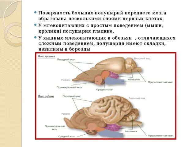 Строение переднего мозга млекопитающих. Головной мозг млекопитающих кролик. функции головного мозга кролика. отделы мозга кролика схема. названия отделов головного мозга млекопитающих.