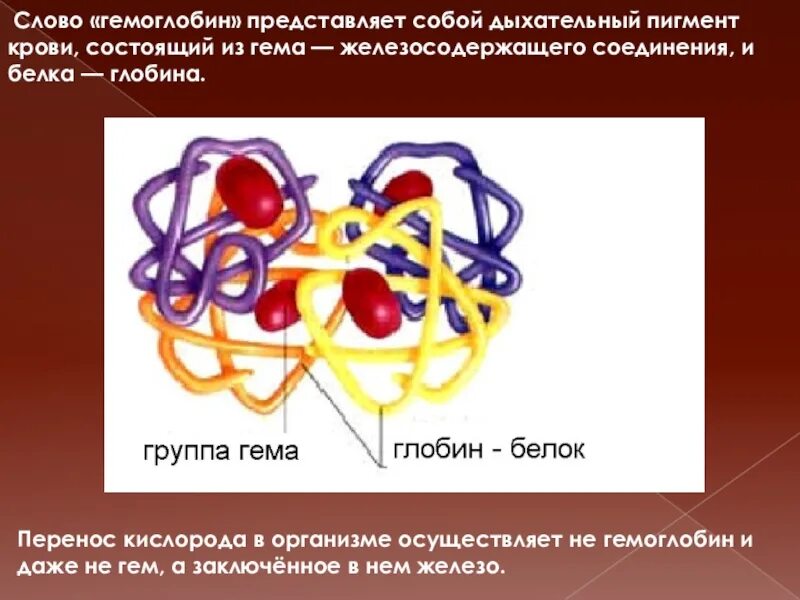 Ионы железа входят в состав гемоглобина крови. Транспорт кислорода гемоглобином. Гемоглобин это дыхательный пигмент. Гемоглобин дыхательный пигмент крови. Белок Глобин.