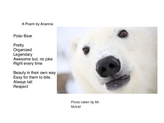 Polar Bear poem. Английский текст Polar Bear. Полярный медведь на английском. Текст про полярного медведя на английском. Мишка перевести на английский