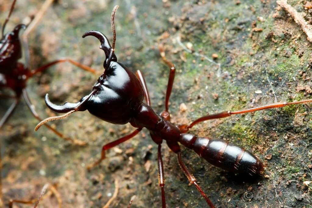 Муравьи сиафу. Dorylus муравьи. Кочевые муравьи сиафу. Кадмал индийское насекомое.