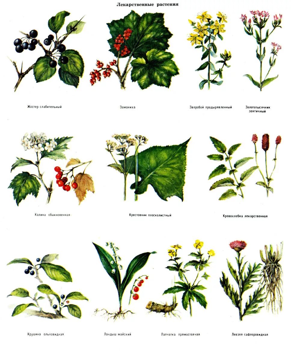 Лекарственные растения. Лесные лекарственные цветы. Название лекарственных растений леса. Травы названия. Каких только трав и цветов не