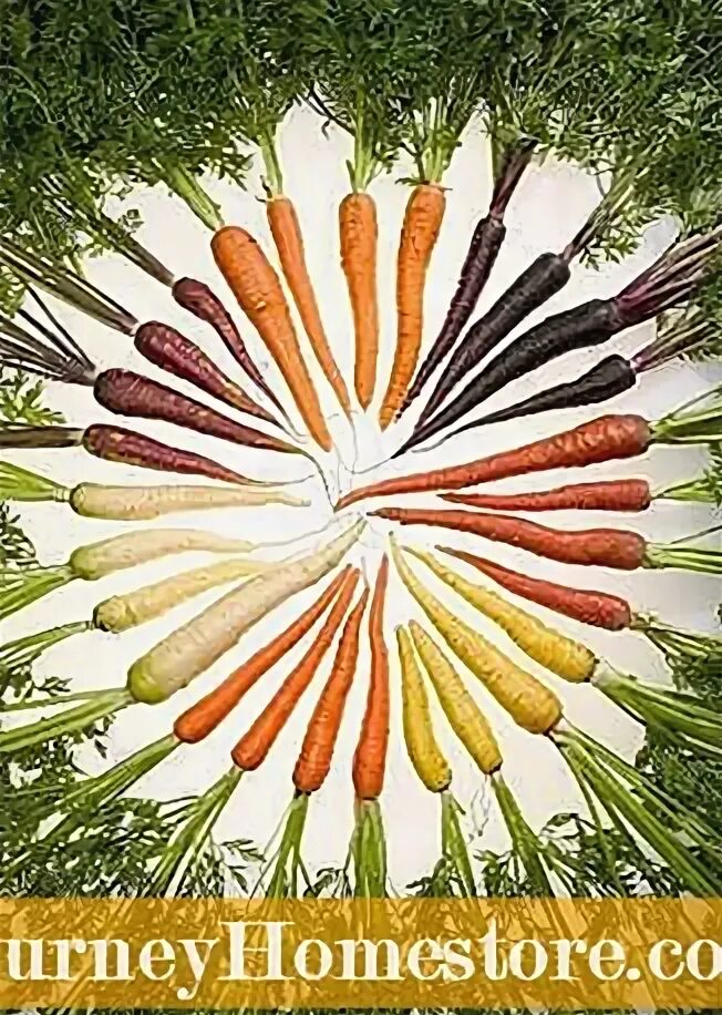 Морковь челлендж