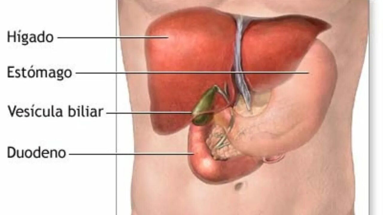 Как болит печень и желчный. Печень и желчный пузырь. Желчный расположение. Желчный пузырь расположение. Печень и желчный пузырь человека.