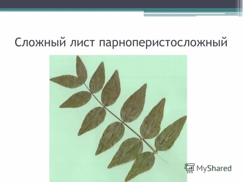 Лист сложный непарноперистосложный. Сложные листья перистосложные. Парноперистые и непарноперистые листья. Сложный черешковый ПАРНОПЕРИСТЫЙ лист. Листосос ясеневый 6 букв