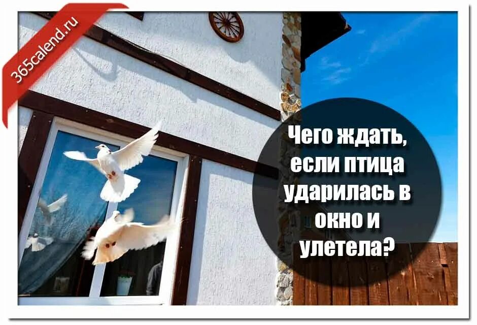 Птицы ударились в окно дома. Птица врезалась в окно. Если птица ударилась в окно. Птицы улетают окно. Птица стучится в окно.