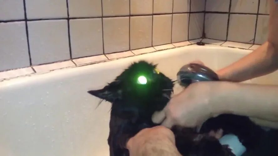 Кот в ванной. Кот в ванной кричит. Кричащий кот в ванне. Говорящий кот в ванной. Видео кота в ванной
