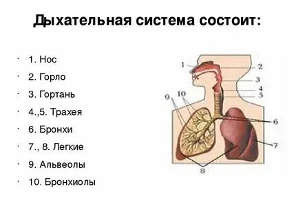 Строение органов дыхания таблица 8 класс 0—7. Сравнительная характеристика строения дыхательной и выделительной систем у