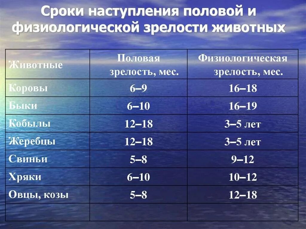 Средняя продолжительность акта у мужчин. Половая зрелость животных. Физиологическая зрелость свиней. Половая и физиологическая зрелость. Сроки полового созревания у разных видов животных.