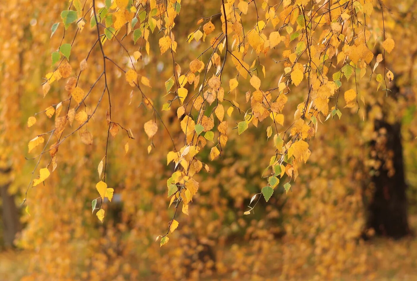 Пожелтели березки. Береза повислая осень. Береза повислая осенью. Береза повислая желтый лист. Березка повислая лист осенью.