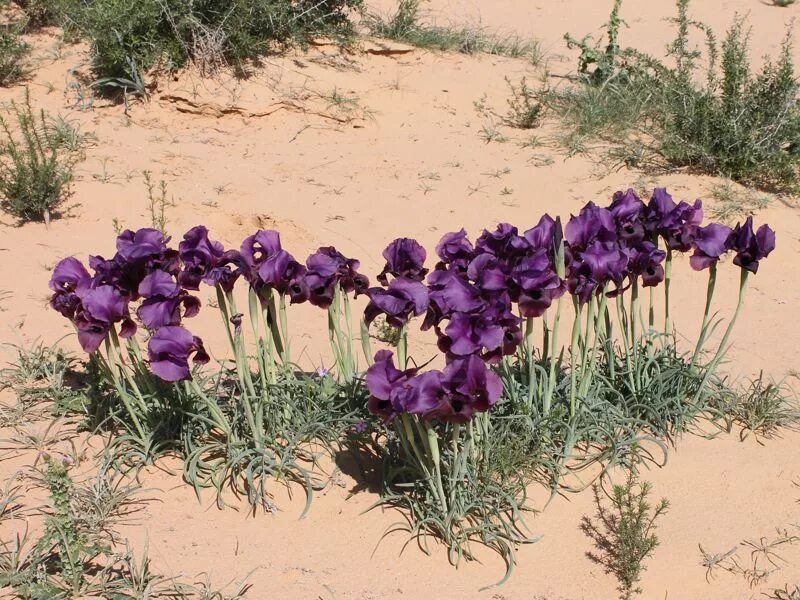 негев ирисы. ирисы в пустыне. ирисы в пустыне. растения эфемеры пустыни. ирисы в пустыне.