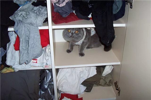 Порядок в детской комнате. Кот в шкафу. Беспорядок в шкафу с одеждой. Шопоголик (2009) (confessions of a shopaholic). Человек шкаф.