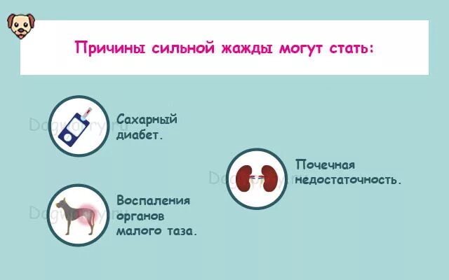 Постоянная жажда причины. Почему хочется пить. Причины возникновения жажды. Жажда питья причины.