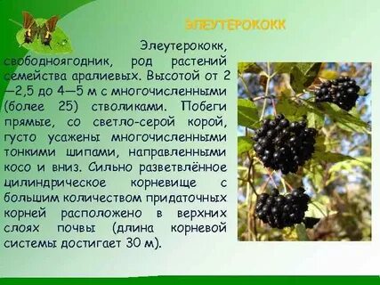 Род растений букв